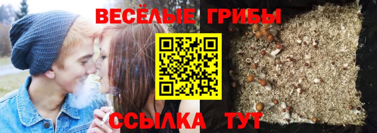 Псилоцибиновые грибы Cubensis Октябрьский